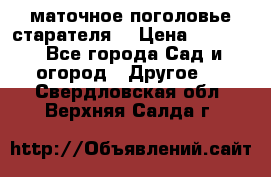 маточное поголовье старателя  › Цена ­ 3 700 - Все города Сад и огород » Другое   . Свердловская обл.,Верхняя Салда г.